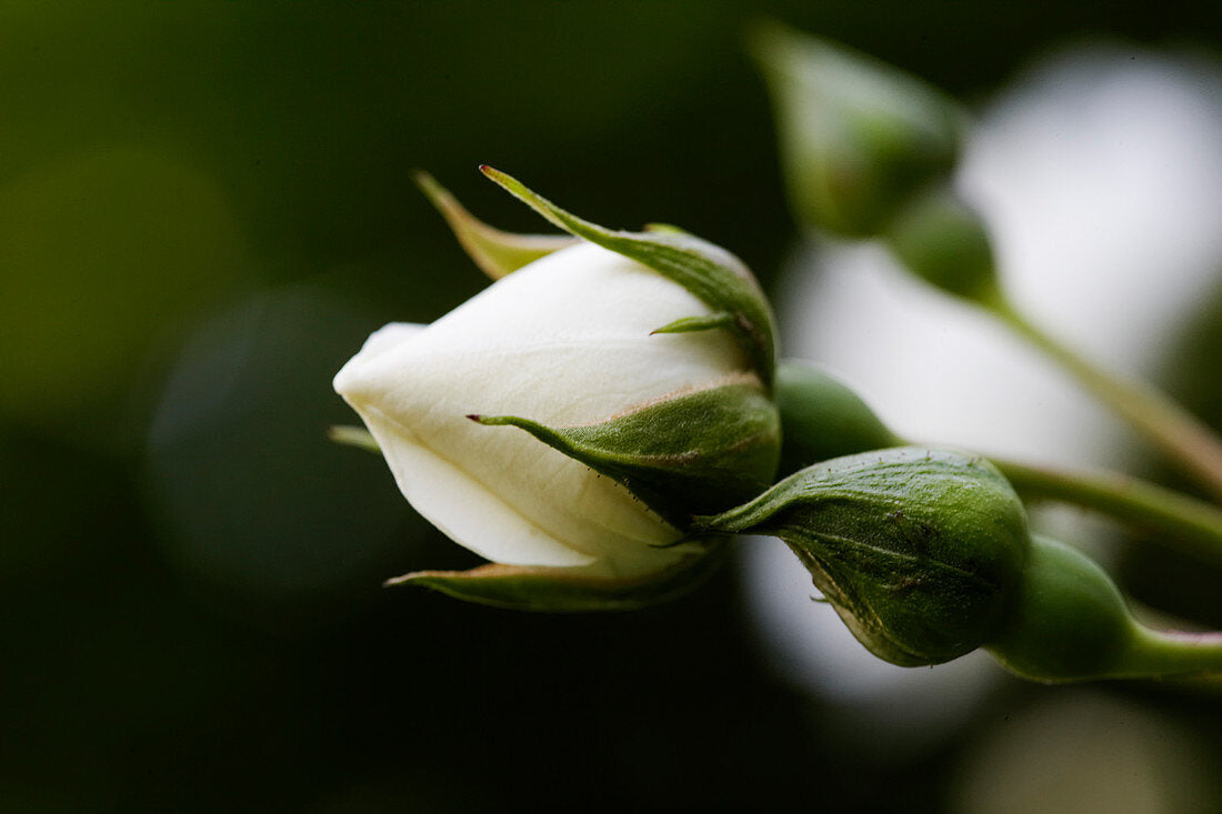 Premium Cream Dragon Rose Flower seeds for Planting Shade Tolerant, Heirloom & GMO Free Seeds for Home Garden seeds