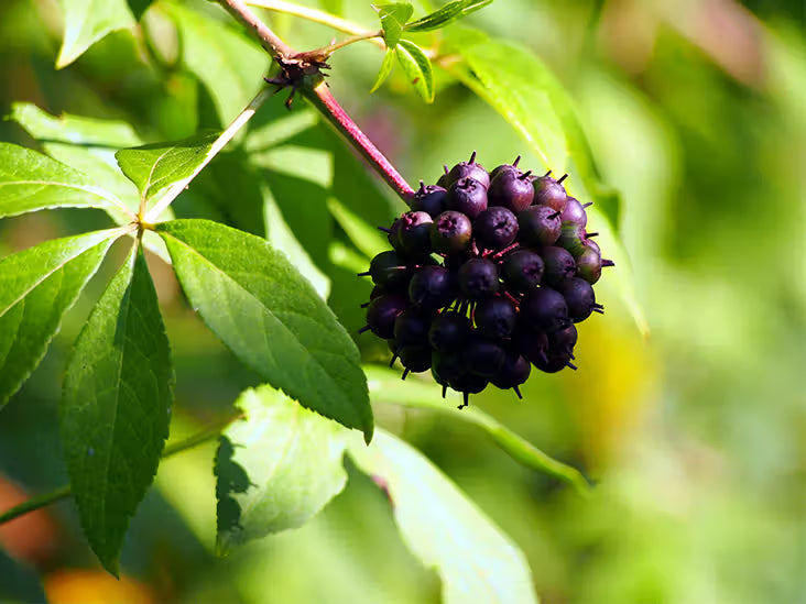 Siberian Ginseng (Eleutherococcus Senticosus / Ci Wu Jia) Herb Shrub Seeds