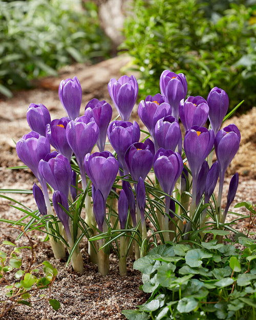 Blue Ocean crocus Flower seeds for Planting Colorful Display, Heirloom & GMO Free Seeds for Home Garden seeds for planting