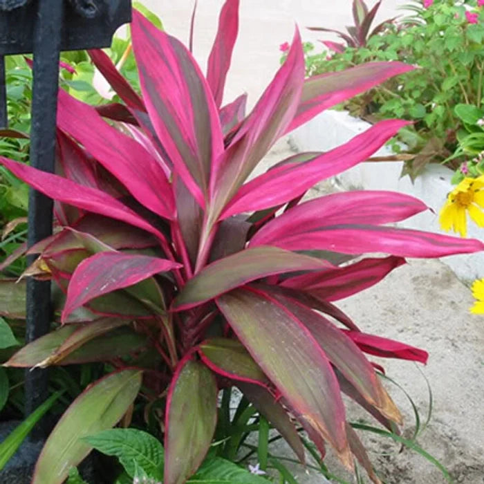 High quality Cordyline Flower seeds for Planting Easy to Grow, Heirloom & GMO Free Seeds for Home Garden seeds pack