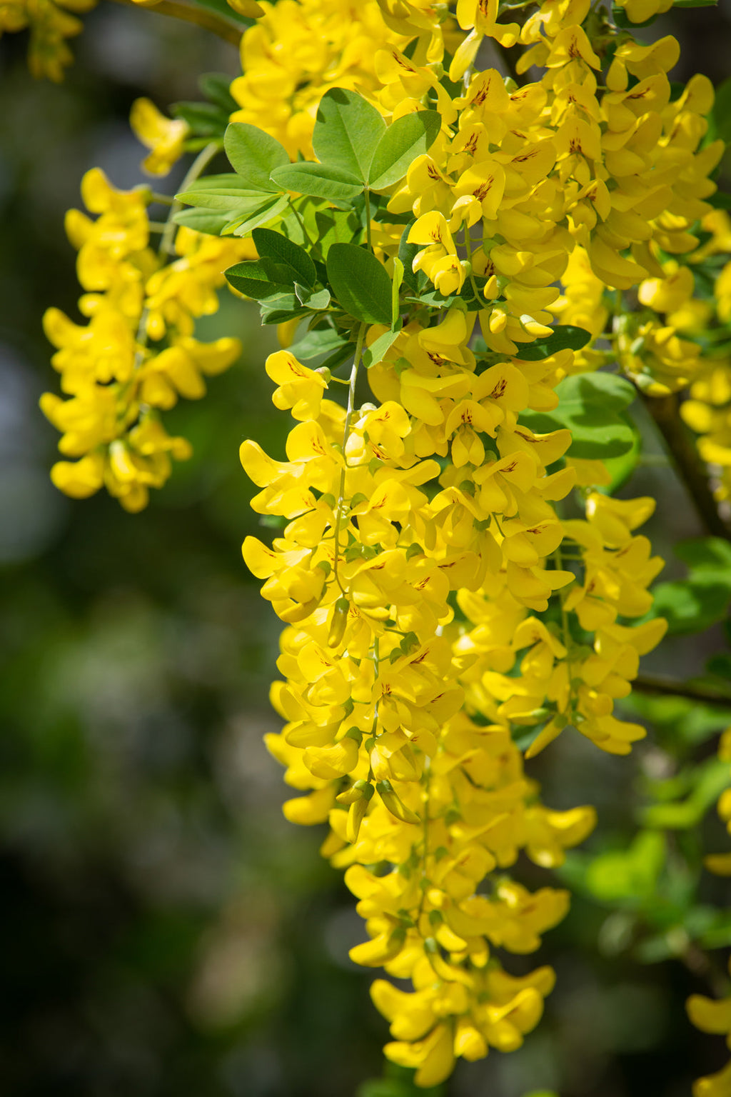 Premium Yellow Laburnum Flower seeds for Planting Vibrant Colors, Heirloom & GMO Free Seeds for Home Garden seeds