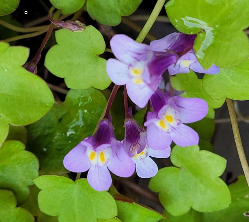 Premium Cymbalaria Muralis Flower seeds for Planting Sun Loving, Heirloom & GMO Free Seeds for Home Garden seeds