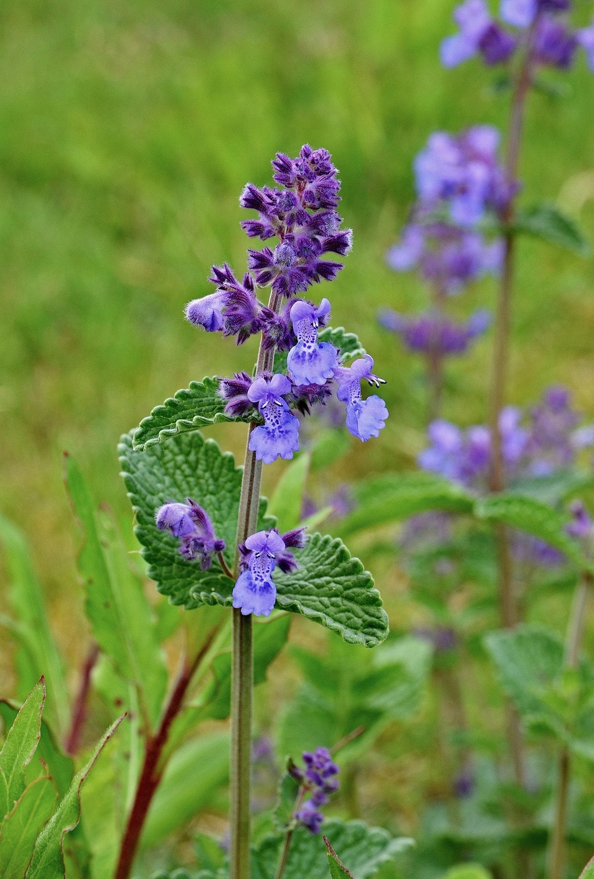 Nepeta Flower seeds for Planting Low Maintenance Heirloom & GMO Free Seeds for Home Garden
