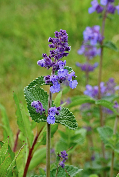 Nepeta Flower seeds for Planting Low Maintenance Heirloom & GMO Free Seeds for Home Garden