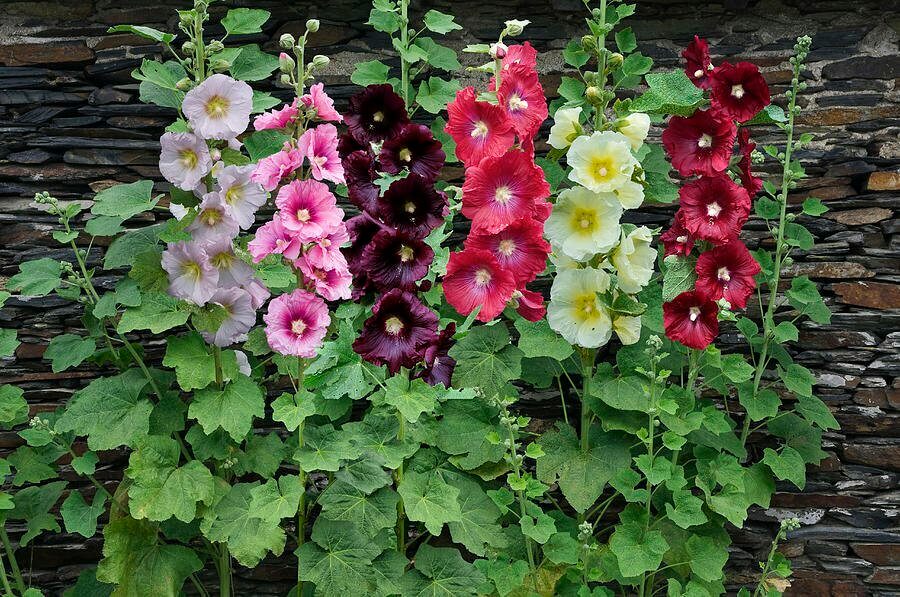 Premium Mallow Alcea Rosea Flower seeds for Planting Seasonal Bloomer, Heirloom & GMO Free Seeds for Home Garden seeds