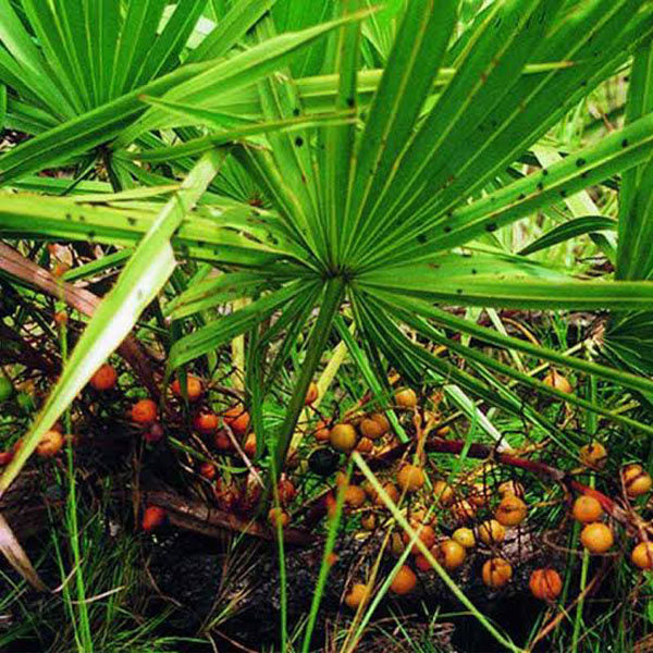 Silver Saw Palmetto (Serenoa Repens) American Dwarf Palm Tree Shrub – Edible Fruit Seeds