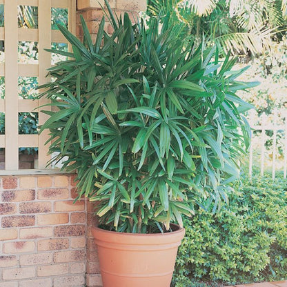Rhapis Flower seeds for Planting Premium Quality Heirloom & GMO Free Seeds for Home Garden