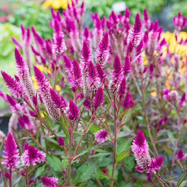 High quality Celosia Spicata Flower seeds for Planting Shade Tolerant, Heirloom & GMO Free Seeds for Home Garden seeds pack