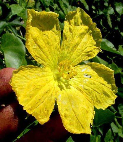 Luffa Flower seeds for Planting Seasonal Bloomer Heirloom & GMO Free Seeds for Home Garden