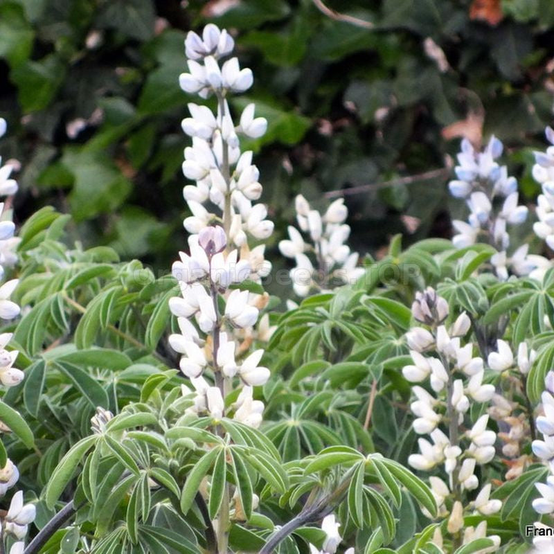 Lupinus Albus Flower seeds for Planting Long Bloom Season, Heirloom & GMO Free Seeds for Home Garden vegetable and garden seeds