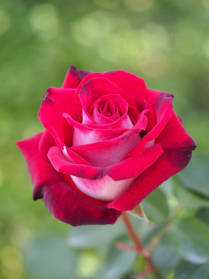 Osiria Rose Flower seeds for Planting Compact Growth Heirloom & GMO Free Seeds for Home Garden