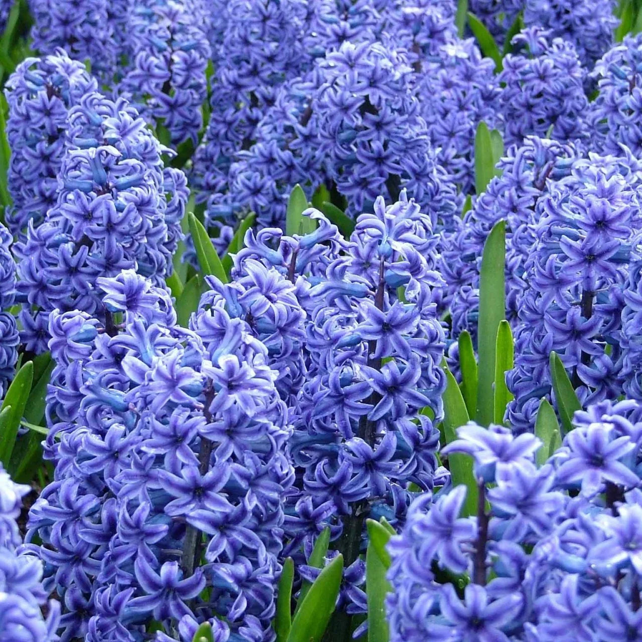 Hyacinthus Orientalis Flower seeds for Planting Pollinator Friendly Heirloom & GMO Free Seeds for Home Garden