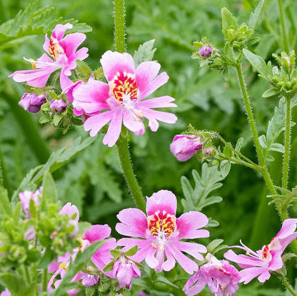 Schizanthus Tinkerbell Flower seeds for Planting Sun Loving Heirloom & GMO Free Seeds for Home Garden