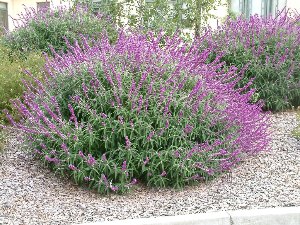 Lavender Barbara Flower seeds for Planting Colorful Display, Heirloom & GMO Free Seeds for Home Garden seeds for planting