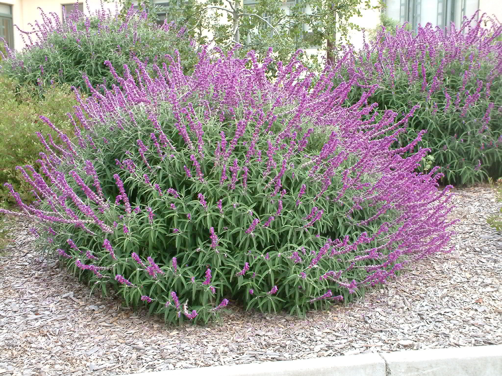 Lavender Barbara Flower seeds for Planting Colorful Display, Heirloom & GMO Free Seeds for Home Garden seeds for planting
