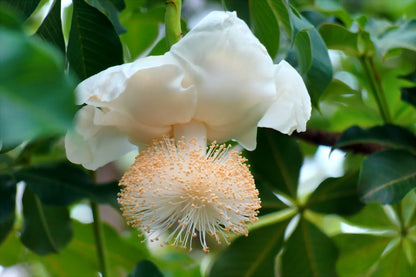 Adansonia Digitata Flower seeds for Planting Bright Blooms Heirloom & GMO Free Seeds for Home Garden