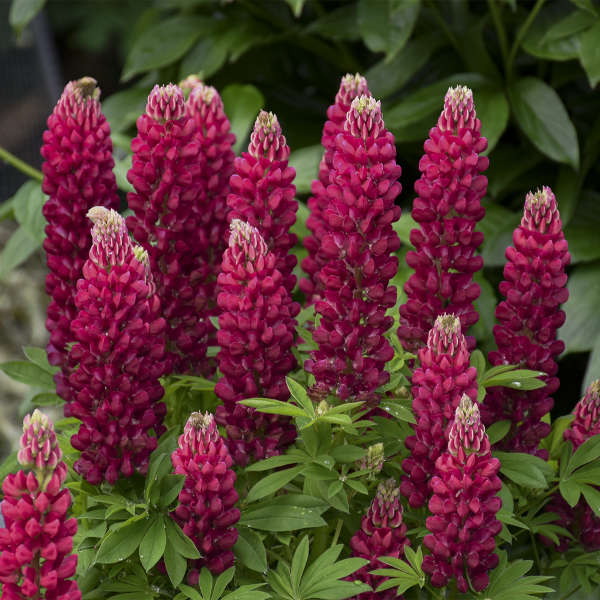 Red Dwarf bonnet Flower seeds for Planting - Perfect for Borders, Heirloom & GMO Free Seeds for Home Garden