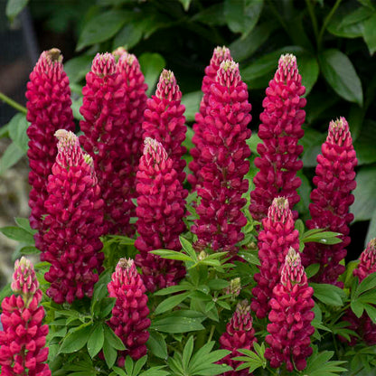 Red Dwarf bonnet Flower seeds for Planting - Perfect for Borders, Heirloom & GMO Free Seeds for Home Garden