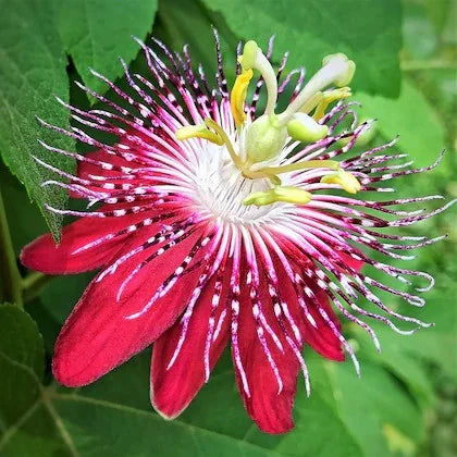 Passiflora Alata Flower seeds for Planting Sun Loving, Heirloom & GMO Free Seeds for Home Garden vegetable and garden seeds