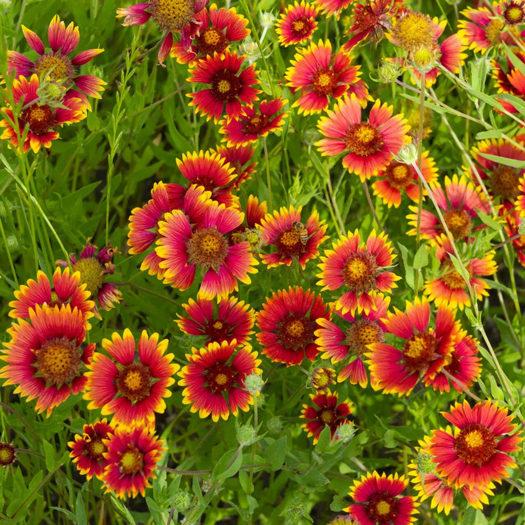 Premium Yellow Red Aristata Flower seeds for Planting Perfect for Borders, Heirloom & GMO Free Seeds for Home Garden seeds