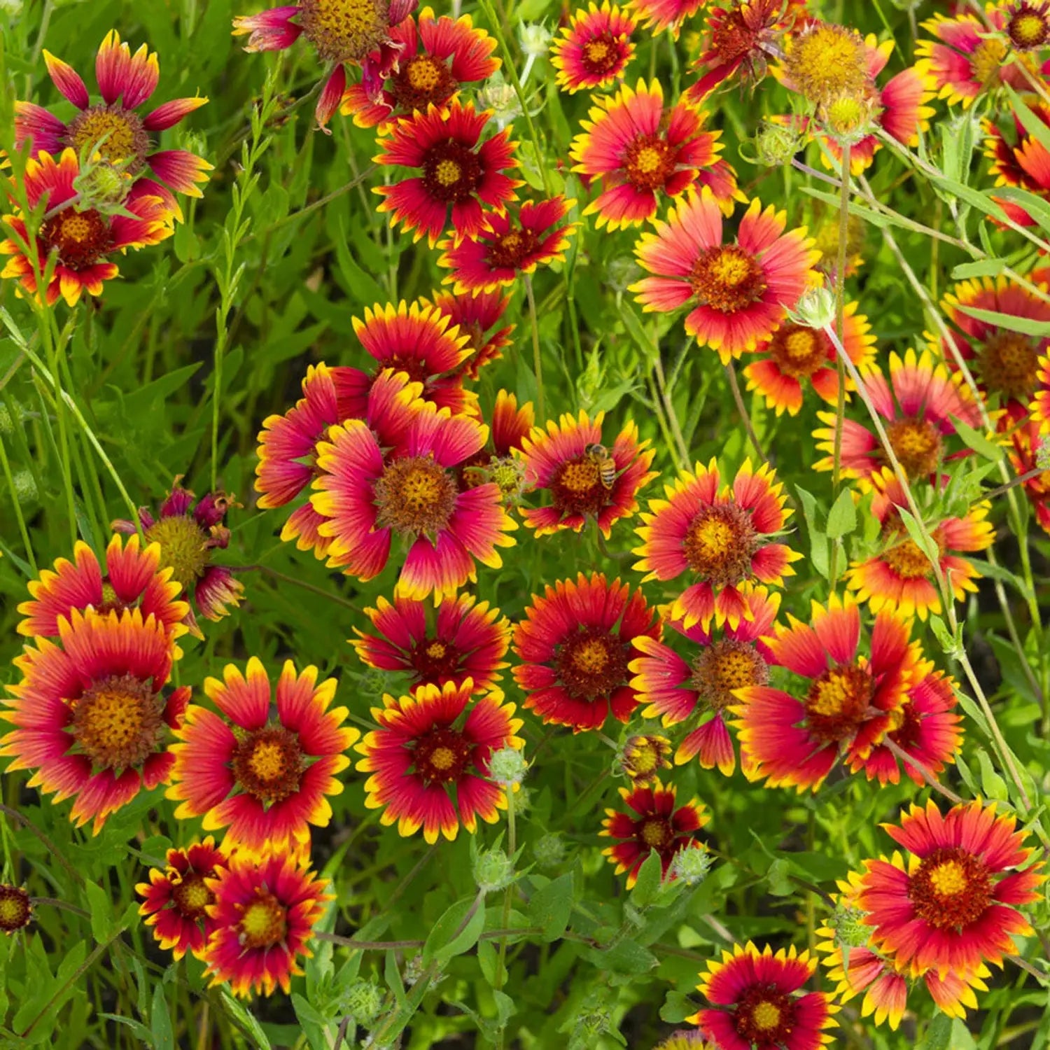 Premium Yellow Red Aristata Flower seeds for Planting Perfect for Borders, Heirloom & GMO Free Seeds for Home Garden seeds