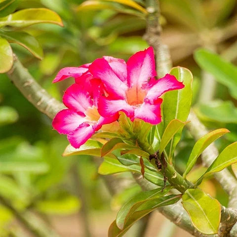 Wüstenrose Flower seeds for Planting Seasonal Bloomer, Heirloom & GMO Free Seeds for Home Garden vegetable and garden seeds