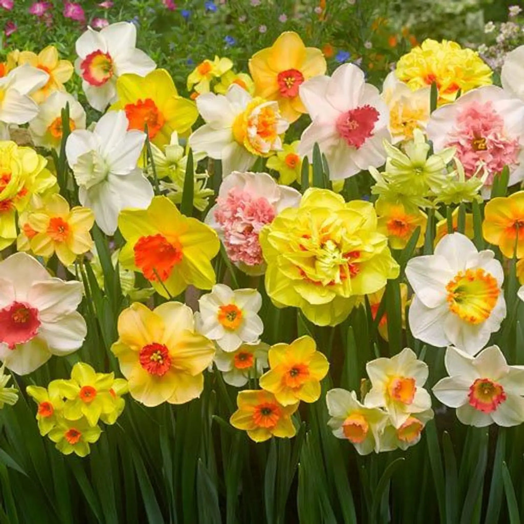 Premium Jonquil Flower seeds for Planting Easy to Grow, Heirloom & GMO Free Seeds for Home Garden seeds