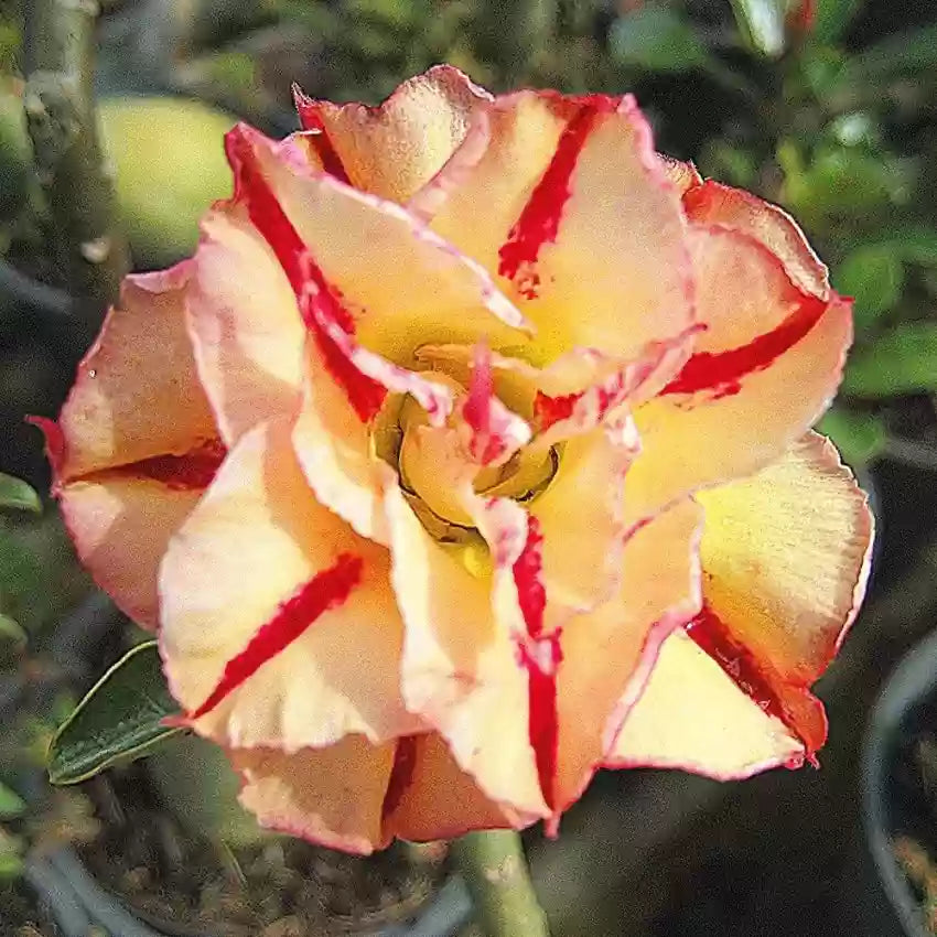 Adenium Obessum Seeds (Orange) - Perfect For Planting In Your Garden