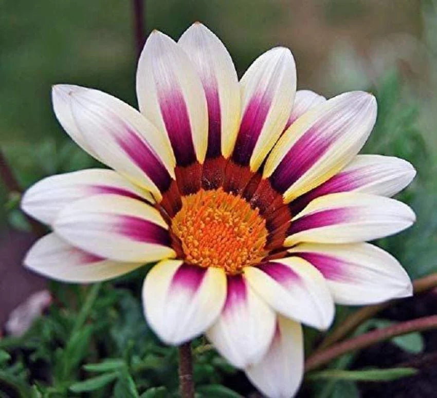 White Purple Gazania Flower seeds for Planting Perfect for Borders, Heirloom & GMO Free Seeds for Home Garden seeds for planting