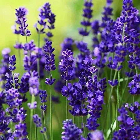 Lavender Avonview Flower seeds for Planting Bright Blooms, Heirloom & GMO Free Seeds for Home Garden vegetable and garden seeds
