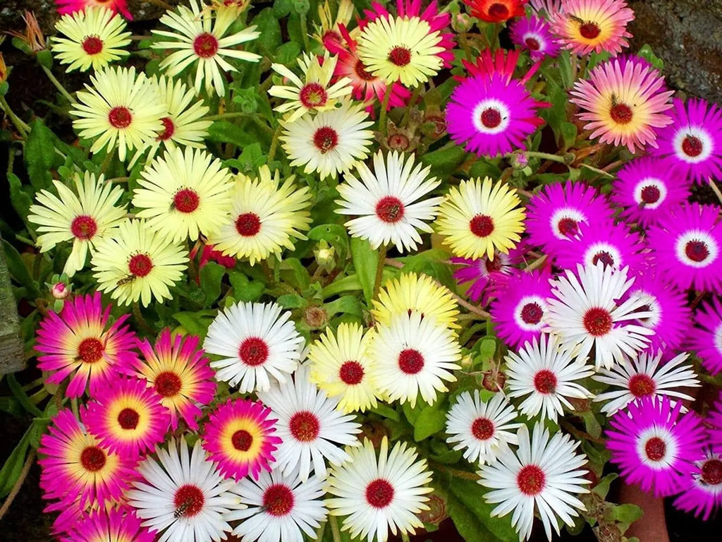 Pink Dorotheanthus Flower seeds for Planting Colorful Display, Heirloom & GMO Free Seeds for Home Garden vegetable and garden seeds