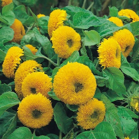 Premium Helianthus Salicifolius Flower seeds for Planting Cut Flower Favorite, Heirloom & GMO Free Seeds for Home Garden seeds