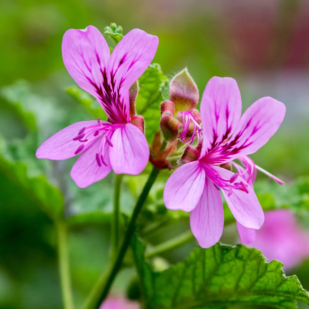 Purple Tornado Geranium Flower seeds for Planting Garden Favorite, Heirloom & GMO Free Seeds for Home Garden vegetable and garden seeds