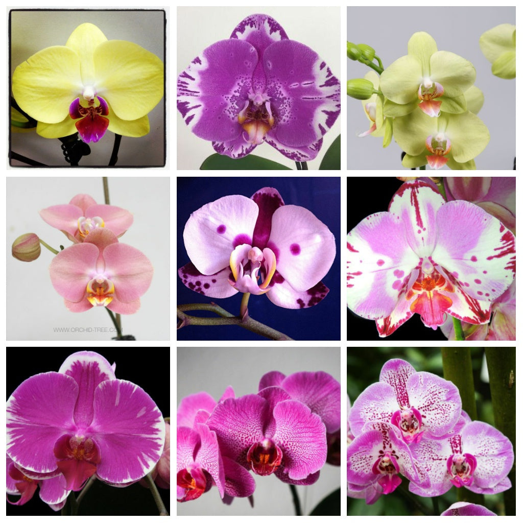 Mixed Butterfly Orchid Flower seeds for Planting Long Bloom Season, Heirloom & GMO Free Seeds for Home Garden seeds for planting