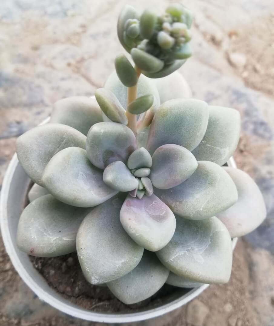 Pachyphytum Flower seeds for Planting Perfect for Borders Heirloom & GMO Free Seeds for Home Garden