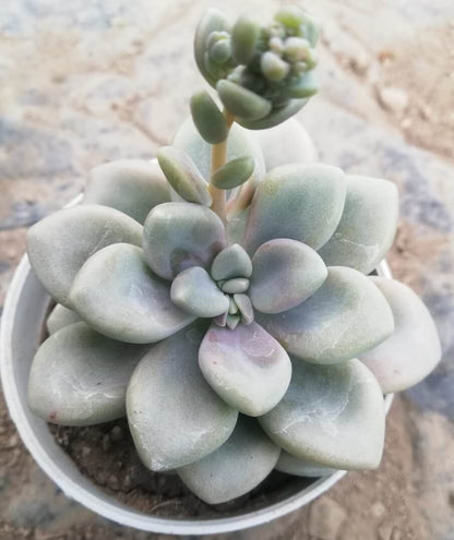 Pachyphytum Flower seeds for Planting Perfect for Borders Heirloom & GMO Free Seeds for Home Garden