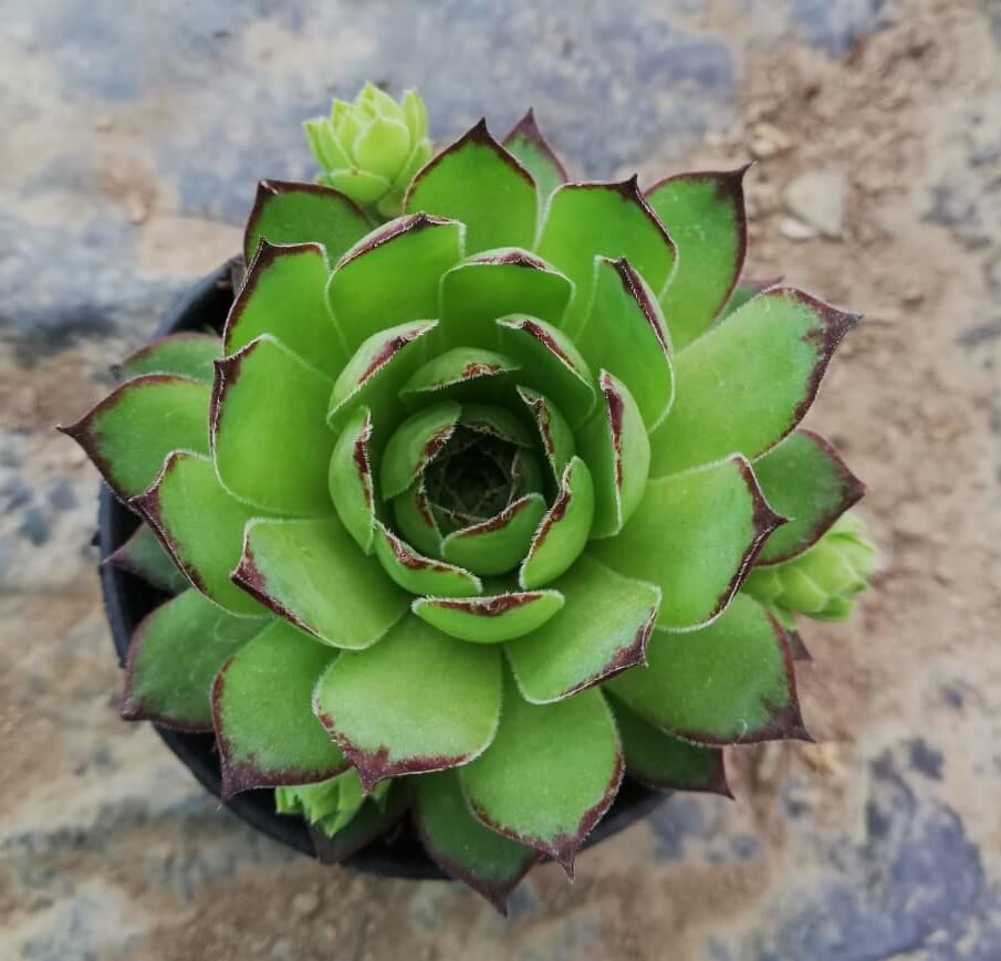 Premium Green Chicks Sempervivum Flower seeds for Planting Sun Loving, Heirloom & GMO Free Seeds for Home Garden seeds