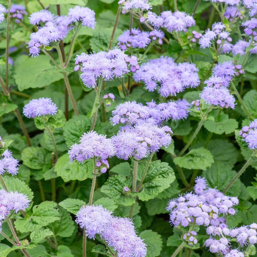 Heirloom Ageratum Flower seeds for Planting Perfect for Borders Heirloom & GMO Free Seeds for Home Garden