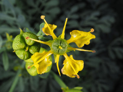 Ruta Graveolens Flower seeds for Planting Fragrant Blossoms Heirloom & GMO Free Seeds for Home Garden