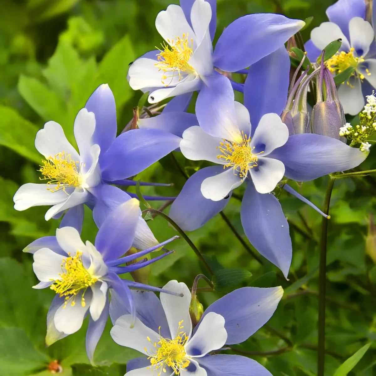 Tower Columbine Flower seeds for Planting, Sun Loving Heirloom & GMO Free Seeds for Home Garden