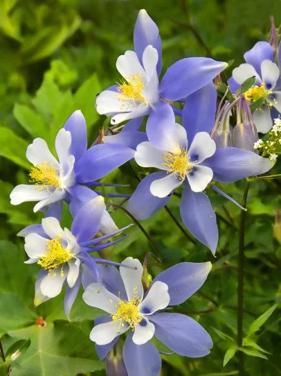 Blue Columbine Flower seeds for Planting Pollinator Friendly Heirloom & GMO Free Seeds for Home Garden