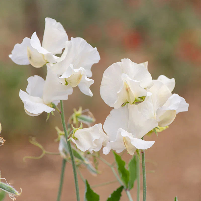 Heirloom Sweet Pea Jilly Flower seeds for Planting Compact Growth Heirloom & GMO Free Seeds for Home Garden