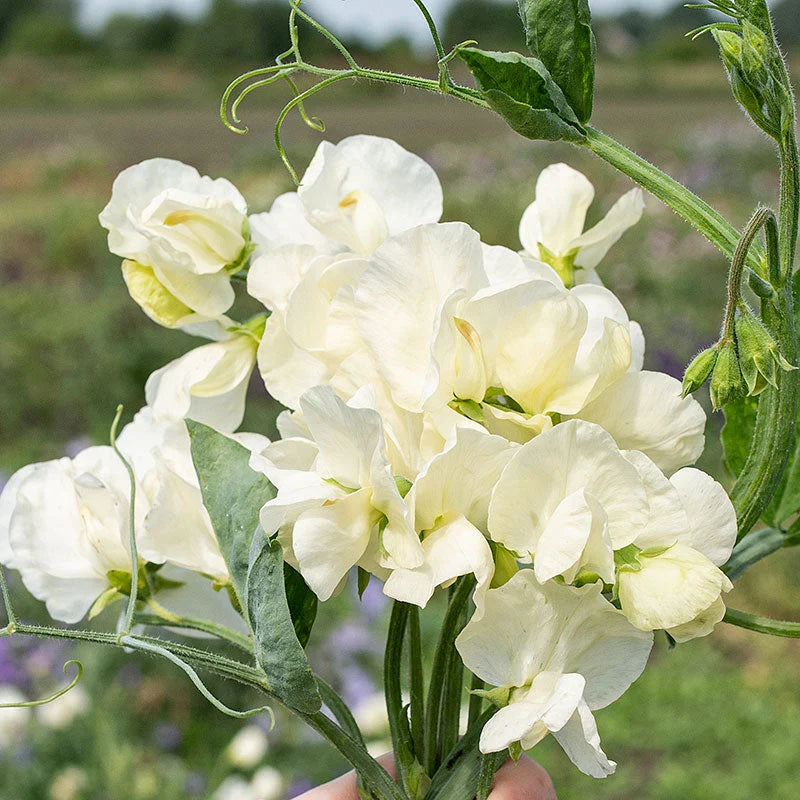 Heirloom Sweet Pea Jilly Flower seeds for Planting Compact Growth Heirloom & GMO Free Seeds for Home Garden