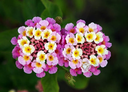 Feston Rose Lantana Flower seeds for Planting Sun Loving Heirloom & GMO Free Seeds for Home Garden