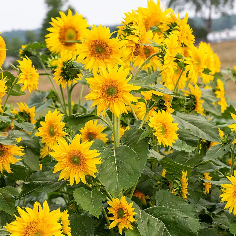 Heirloom Burst SunFlower seeds for Planting Drought Tolerant Heirloom & GMO Free Seeds for Home Garden