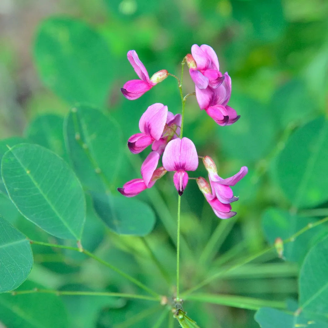 Lespedeza Bicolor Flower seeds for Planting Long Bloom Season Heirloom & GMO Free Seeds for Home Garden