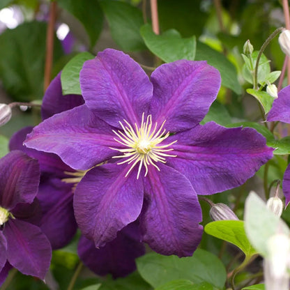 Clematis Flower seeds for Planting Hardy Variety Heirloom & GMO Free Seeds for Home Garden