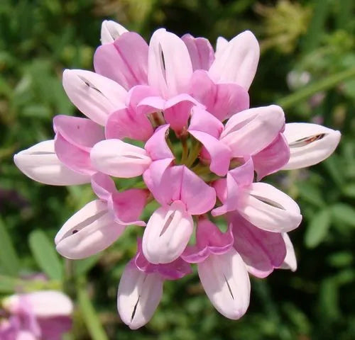 High quality Pink Crownvetch Flower seeds for Planting Cottage Garden Essential, Heirloom & GMO Free Seeds for Home Garden seeds pack