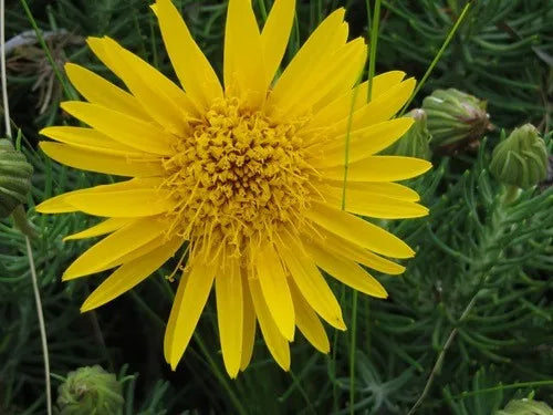 Premium Grindelia Flower seeds for Planting Seasonal Bloomer, Heirloom & GMO Free Seeds for Home Garden seeds