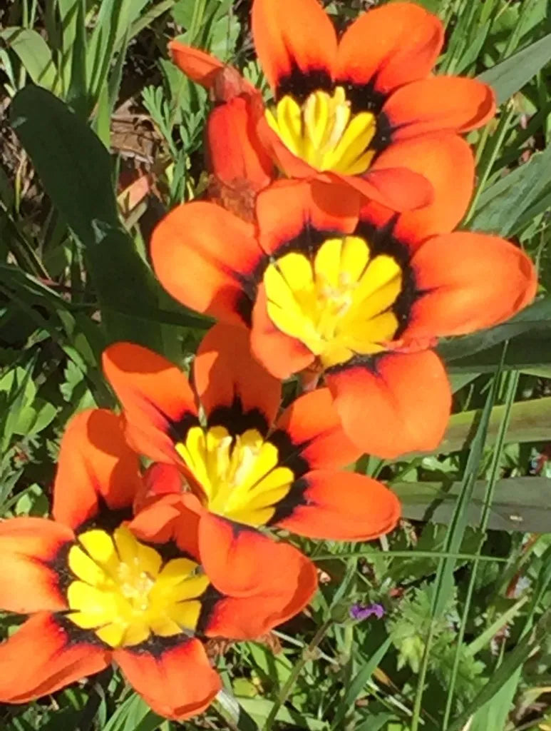 Orange And Black Sparaxis Flower Seeds For Easy Planting